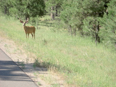 This Buck Never Moved, Rode By It,Black Forest.